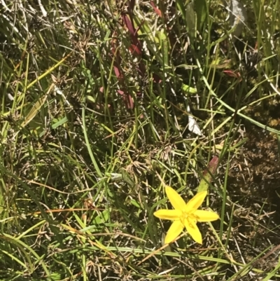 Hypoxis hygrometrica var. villosisepala (Golden Weather-grass) at Tuggeranong Hill - 18 Dec 2022 by Tapirlord