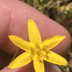 Hypoxis hygrometrica var. villosisepala at Conder, ACT - 18 Dec 2022 01:38 PM