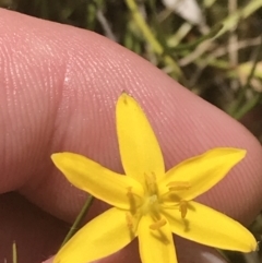 Hypoxis hygrometrica var. villosisepala at Conder, ACT - 18 Dec 2022 01:38 PM