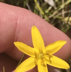 Hypoxis hygrometrica var. villosisepala at Conder, ACT - 18 Dec 2022 01:38 PM