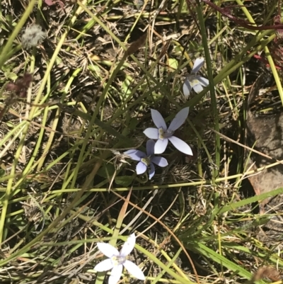 Isotoma fluviatilis subsp. australis (Swamp Isotome) at Tuggeranong Hill - 18 Dec 2022 by Tapirlord