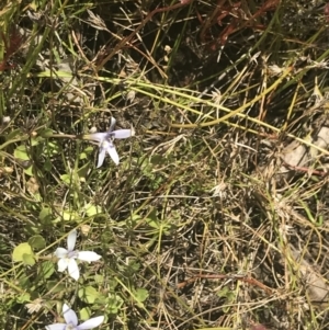 Isotoma fluviatilis subsp. australis at Conder, ACT - 18 Dec 2022 01:37 PM