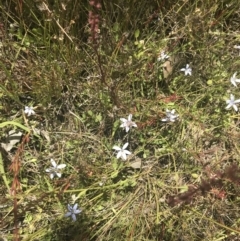 Isotoma fluviatilis subsp. australis at Conder, ACT - 18 Dec 2022 01:37 PM