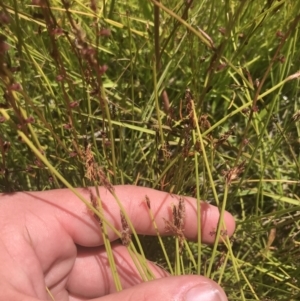 Eleocharis atricha at Conder, ACT - 18 Dec 2022