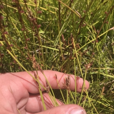 Eleocharis atricha (Tuber Spikerush) at Conder, ACT - 18 Dec 2022 by Tapirlord