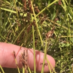 Eleocharis atricha at Conder, ACT - 18 Dec 2022