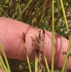 Eleocharis atricha at Conder, ACT - 18 Dec 2022