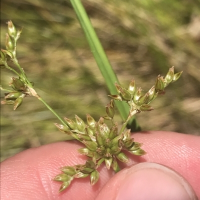 Juncus vaginatus (Clustered Rush) at Conder, ACT - 18 Dec 2022 by Tapirlord