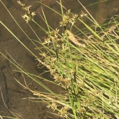 Juncus vaginatus at Conder, ACT - 18 Dec 2022