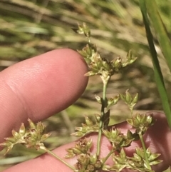 Juncus vaginatus at Conder, ACT - 18 Dec 2022