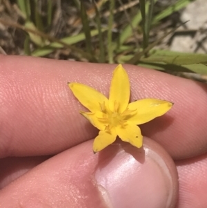 Hypoxis hygrometrica var. villosisepala at Conder, ACT - 18 Dec 2022