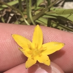 Hypoxis hygrometrica var. villosisepala at Conder, ACT - 18 Dec 2022