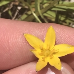 Hypoxis hygrometrica var. villosisepala at Conder, ACT - 18 Dec 2022 01:33 PM