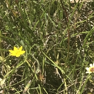 Hypoxis hygrometrica var. villosisepala at Conder, ACT - 18 Dec 2022