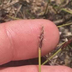 Eleocharis atricha (Tuber Spikerush) at Tuggeranong Hill - 18 Dec 2022 by Tapirlord