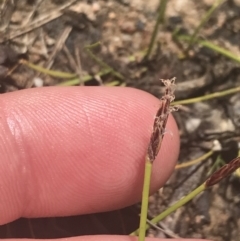 Eleocharis atricha at Conder, ACT - 18 Dec 2022 01:32 PM