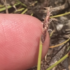 Eleocharis atricha at Conder, ACT - 18 Dec 2022