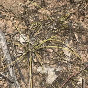 Eleocharis atricha at Conder, ACT - 18 Dec 2022