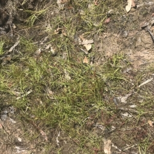 Eleocharis atricha at Conder, ACT - 18 Dec 2022