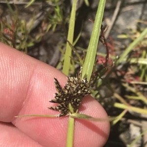 Cyperus sanguinolentus at Conder, ACT - 18 Dec 2022 01:31 PM