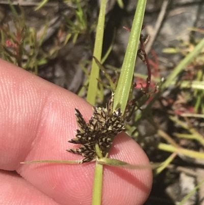 Cyperus sanguinolentus (A Sedge) at Conder, ACT - 18 Dec 2022 by Tapirlord