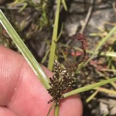 Cyperus sanguinolentus at Conder, ACT - 18 Dec 2022 01:31 PM