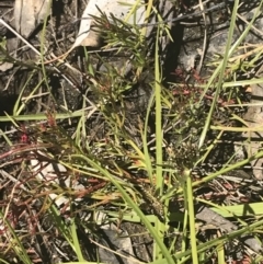 Cyperus sanguinolentus at Conder, ACT - 18 Dec 2022
