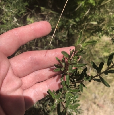 Pomaderris angustifolia (Pomaderris) at Conder, ACT - 18 Dec 2022 by Tapirlord