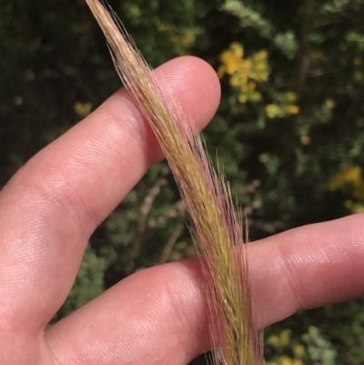 Dichelachne crinita (Long-hair Plume Grass) at Conder, ACT - 18 Dec 2022 by Tapirlord