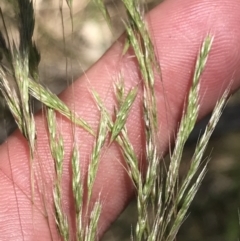 Lachnagrostis filiformis (Blown Grass) at Conder, ACT - 18 Dec 2022 by Tapirlord