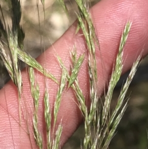 Lachnagrostis filiformis at Conder, ACT - 18 Dec 2022 01:26 PM