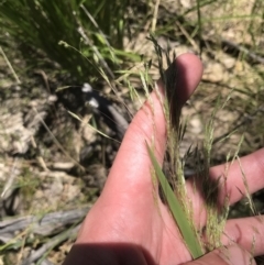 Lachnagrostis filiformis at Conder, ACT - 18 Dec 2022 01:26 PM