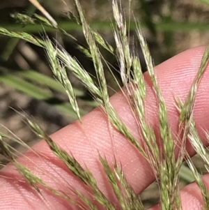 Lachnagrostis filiformis at Conder, ACT - 18 Dec 2022 01:26 PM