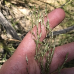 Lachnagrostis filiformis at Conder, ACT - 18 Dec 2022 01:26 PM