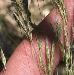 Lachnagrostis filiformis at Conder, ACT - 18 Dec 2022 01:26 PM