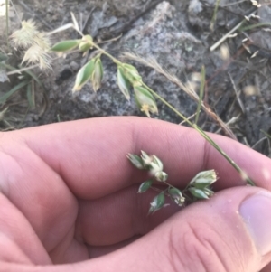 Rytidosperma carphoides at Conder, ACT - 18 Dec 2022