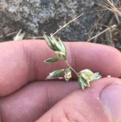 Rytidosperma carphoides at Conder, ACT - 18 Dec 2022