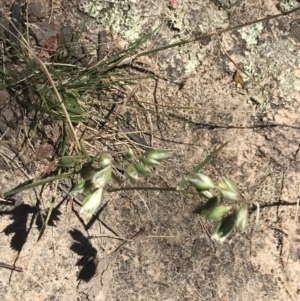 Rytidosperma carphoides at Conder, ACT - 18 Dec 2022