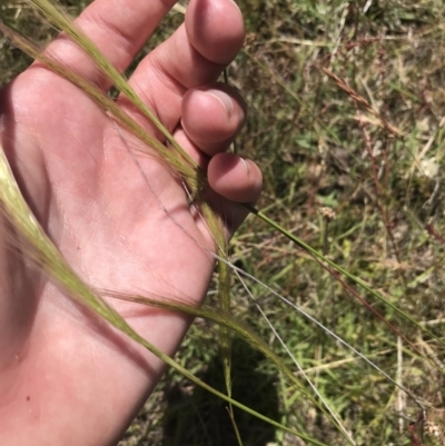 Dichelachne sp. (Plume Grasses) at Tuggeranong Hill - 18 Dec 2022 by Tapirlord