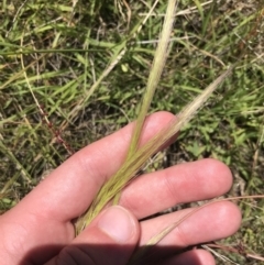 Dichelachne sp. at Conder, ACT - 18 Dec 2022