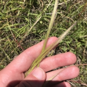 Dichelachne sp. at Conder, ACT - 18 Dec 2022