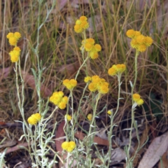 Chrysocephalum apiculatum (Common Everlasting) at Higgins Woodland - 14 Jan 2023 by Trevor