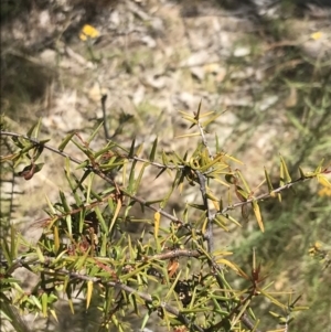 Acacia ulicifolia at Conder, ACT - 18 Dec 2022 01:21 PM