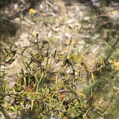 Acacia ulicifolia (Prickly Moses) at Tuggeranong Hill - 18 Dec 2022 by Tapirlord