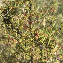 Acacia ulicifolia at Conder, ACT - 18 Dec 2022 01:21 PM