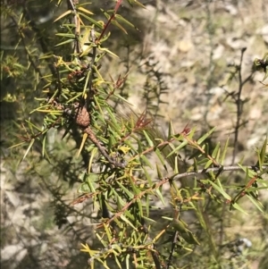 Acacia ulicifolia at Conder, ACT - 18 Dec 2022 01:21 PM