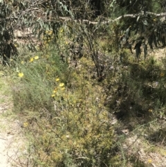 Acacia ulicifolia at Conder, ACT - 18 Dec 2022 01:21 PM