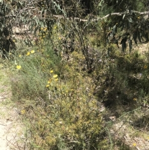 Acacia ulicifolia at Conder, ACT - 18 Dec 2022 01:21 PM