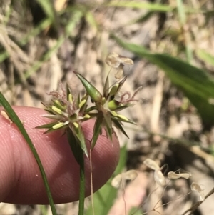 Juncus homalocaulis at Conder, ACT - 18 Dec 2022