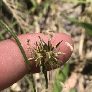 Juncus homalocaulis at Conder, ACT - 18 Dec 2022